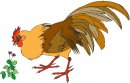 animali/vari_volatili/clipart_volatili_vari_02.jpg