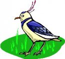 animali/vari_volatili/clipart_volatili_vari_21.jpg