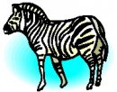 animali/zebra/zebra06.jpg
