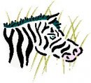 animali/zebra/zebra08.jpg