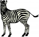 animali/zebra/zebra09.jpg