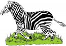animali/zebra/zebra13.jpg