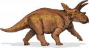 cartoni_animati/dinosauri/anchiceratops.jpg