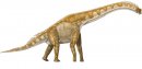 cartoni_animati/dinosauri/brachiosaurus.jpg