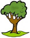 natura/alberi/alberi16.jpg