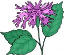 natura/fiori/clipart_fiori_c03.jpg