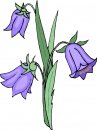 natura/fiori/clipart_fiori_c08.jpg