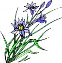 natura/fiori/clipart_fiori_c10.jpg