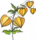 natura/fiori/clipart_fiori_c105.jpg