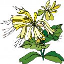 natura/fiori/clipart_fiori_c109.jpg