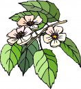 natura/fiori/clipart_fiori_c121.jpg