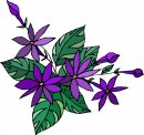 natura/fiori/clipart_fiori_c128.jpg