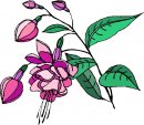 natura/fiori/clipart_fiori_c143.jpg