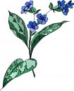 natura/fiori/clipart_fiori_c147.jpg