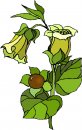 natura/fiori/clipart_fiori_c149.jpg