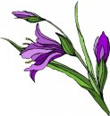 natura/fiori/clipart_fiori_c151.jpg