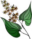 natura/fiori/clipart_fiori_c160.jpg