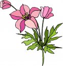 natura/fiori/clipart_fiori_c166.jpg