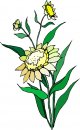 natura/fiori/clipart_fiori_c167.jpg