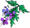 natura/fiori/clipart_fiori_c175.jpg