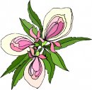 natura/fiori/clipart_fiori_c183.jpg