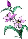 natura/fiori/clipart_fiori_c184.jpg