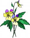 natura/fiori/clipart_fiori_c186.jpg