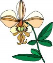 natura/fiori/clipart_fiori_c190.jpg