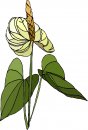 natura/fiori/clipart_fiori_c204.jpg