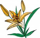 natura/fiori/clipart_fiori_c206.jpg