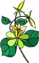 natura/fiori/clipart_fiori_c208.jpg