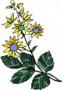 natura/fiori/clipart_fiori_c216.jpg