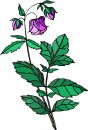 natura/fiori/clipart_fiori_c217.jpg