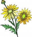 natura/fiori/clipart_fiori_c218.jpg