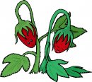 natura/fiori/clipart_fiori_c225.jpg