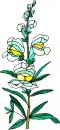 natura/fiori/clipart_fiori_c228.jpg