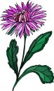 natura/fiori/clipart_fiori_c229.jpg