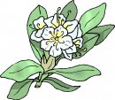 natura/fiori/clipart_fiori_c232.jpg