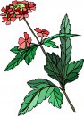 natura/fiori/clipart_fiori_c236.jpg