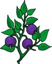 natura/fiori/clipart_fiori_c240.jpg