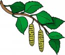 natura/fiori/clipart_fiori_c241.jpg