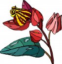 natura/fiori/clipart_fiori_c244.jpg