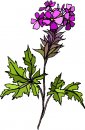 natura/fiori/clipart_fiori_c245.jpg