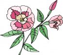 natura/fiori/clipart_fiori_c247.jpg