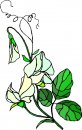 natura/fiori/clipart_fiori_c249.jpg