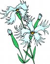 natura/fiori/clipart_fiori_c25.jpg