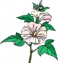 natura/fiori/clipart_fiori_c250.jpg