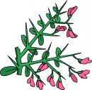 natura/fiori/clipart_fiori_c255.jpg