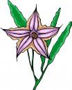 natura/fiori/clipart_fiori_c26.jpg