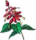 natura/fiori/clipart_fiori_c266.jpg